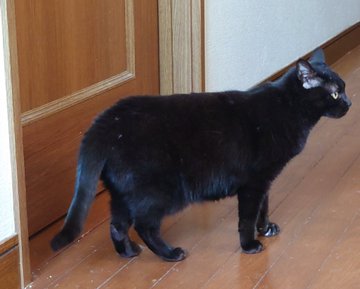 猫の尻尾の付け根を叩くと怒る 痛がるのは病気だから Catハウス
