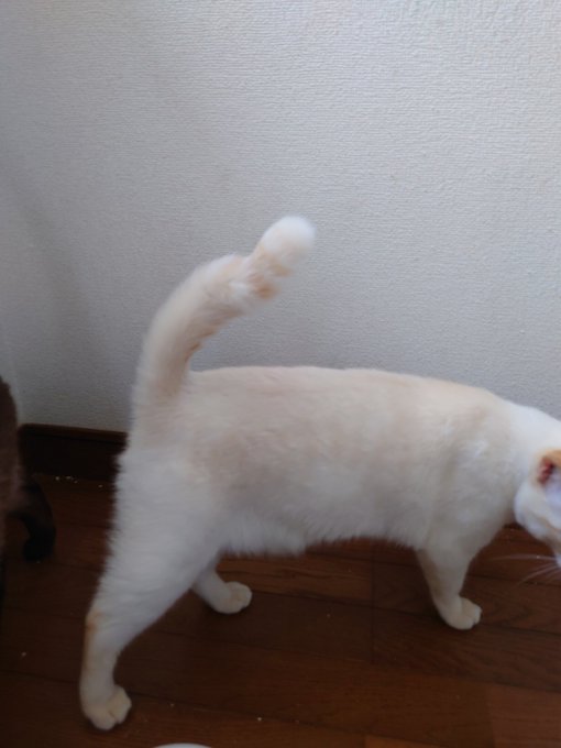 猫の尻尾の付け根を叩くと怒る 痛がるのは病気だから Catハウス