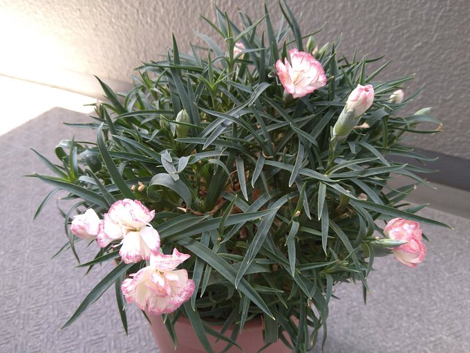 今年の母の日に姉から送られてきたカーネーションを母が1週間でダメにして捨てようとしていたので譲り受け、植え替え&amp;追肥とかしたらなんとか復活。こんな季節にも花が咲くのね。 