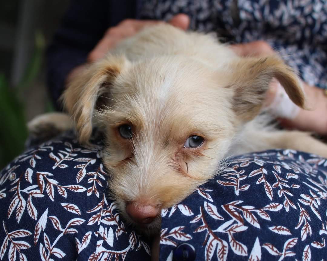 Y AHORA QUEDO YO
Soy el último de mi camada, mestizo pero de raza pequeña, encantador y alegre, aún no tengo familia y la estoy buscando, no sé si tú también me estás buscando.... #Adopcion para este cachorrito que merece su oportunidad de ser feliz 🙏🐾📢📢📢
Contacto: 637465364