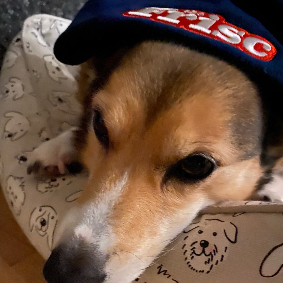 ⌛️ One day left in our Spring Fund Drive. ONE FREAKIN DAY. Here's the goal: 25 new donors. Simple. Clean. Easy. 

If you're the 25th, at any amount, we'll send you a fuzzy Frisc beanie. Nuff said. 
flipcause.com/secure/cause_p…