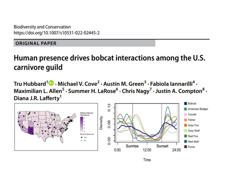 Laffing_Bear's tweet photo. Check out our latest paper using #SnapshotUSA data to examine the impact of human presence on bobcat interactions with other carnivores across the United States. Awesome collaborators with work led by recent @NorthernMichU MS student Tru Hubbard: https://t.co/5fK719U5pS https://t.co/aAHIbm5aNQ
