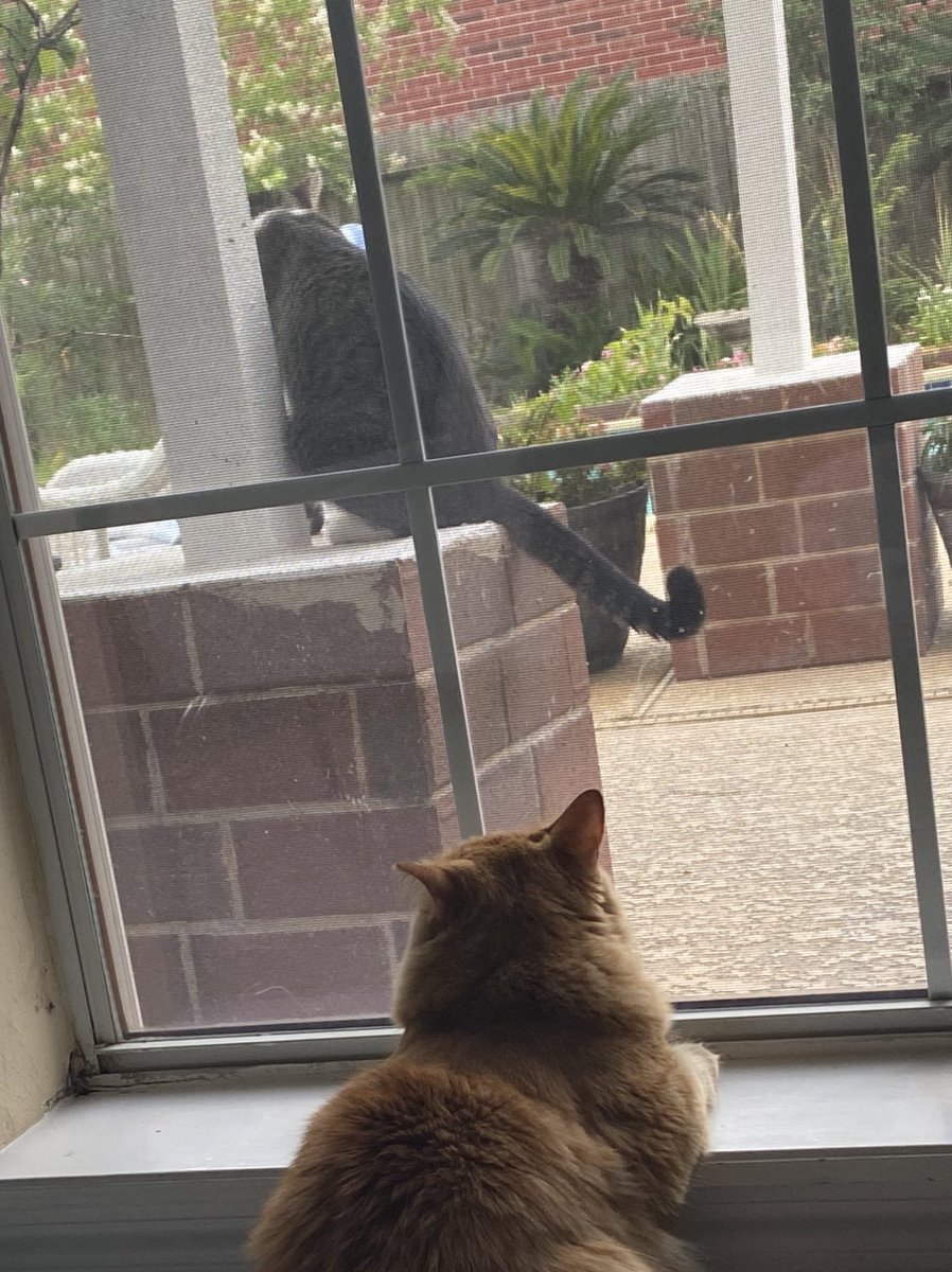 basmahsami's tweet photo. pov: your cat is people watching @conangray https://t.co/r76kSHbBLW