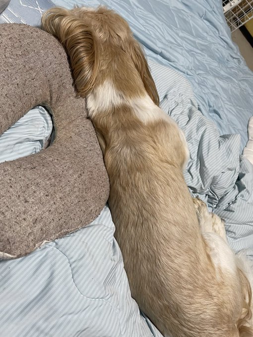 あまりの暑さにうちのわんこも
Nクールの上から動かない
_(:3 」∠)_ 