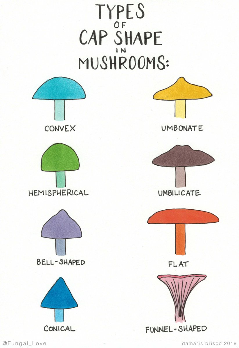 Mushroom caps 🍄🍄

#mushroom #mushrooms #fungi #nature #mycology #fungus #naturephotography #mushroomphotography #forest #macro #mushroomhunting #fungiphotography #mushroomsociety #art #funghi #naturelovers #shrooms #mushroomlove #fungilove #fungusamongus #mushroomart