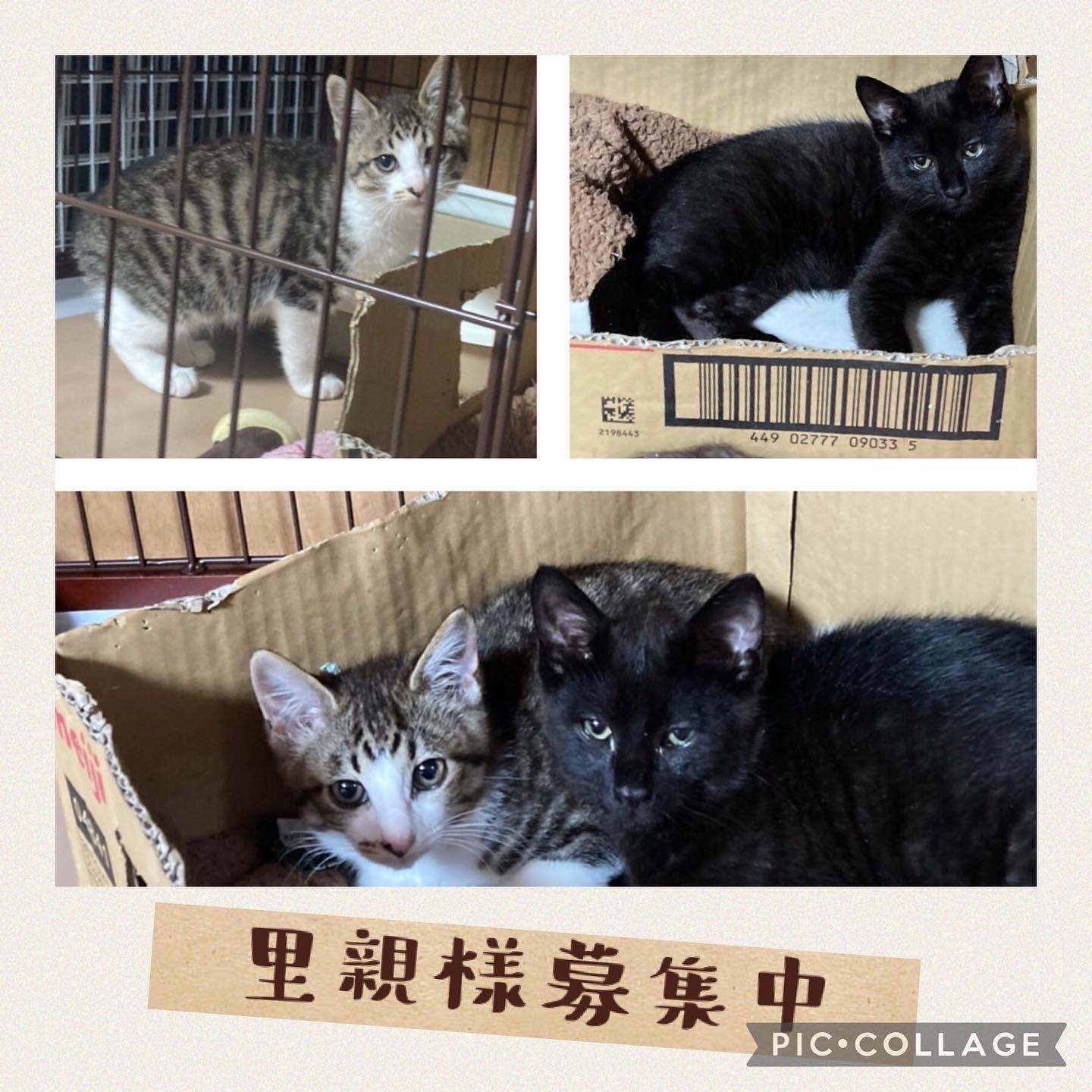 保護猫カフェ Cara Cat Cafe Caracatcafe Twitter