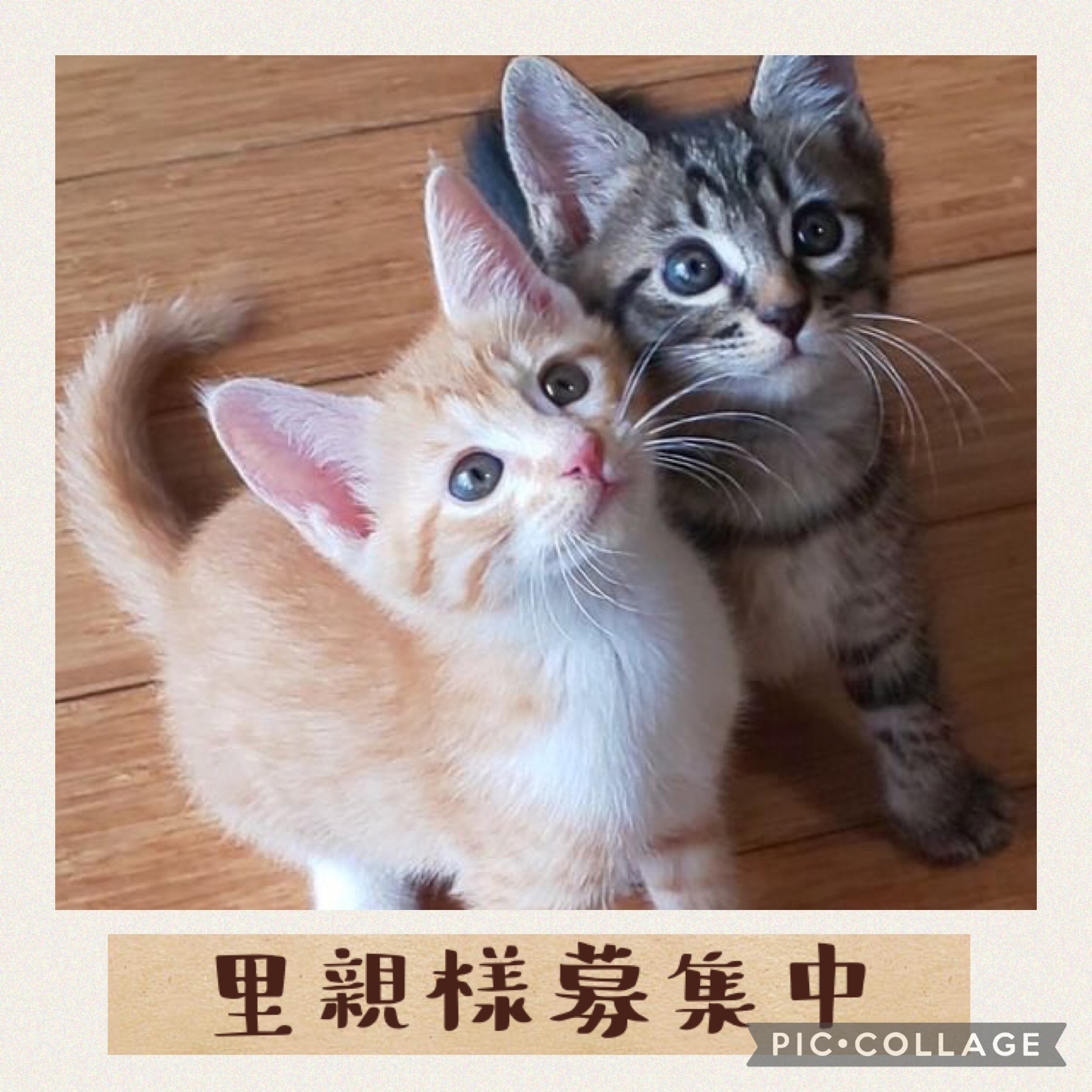 保護猫カフェ Cara Cat Cafe Caracatcafe Twitter