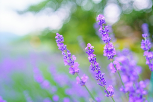福寿満希 フローリスト社会起業家 おはようございます 7月2日の誕生花は イングリッシュラベンダー 花言葉は 沈黙 誘惑 などです 香りにリラックス効果があることから付いた花言葉です T Co Wq7vwibukc Twitter