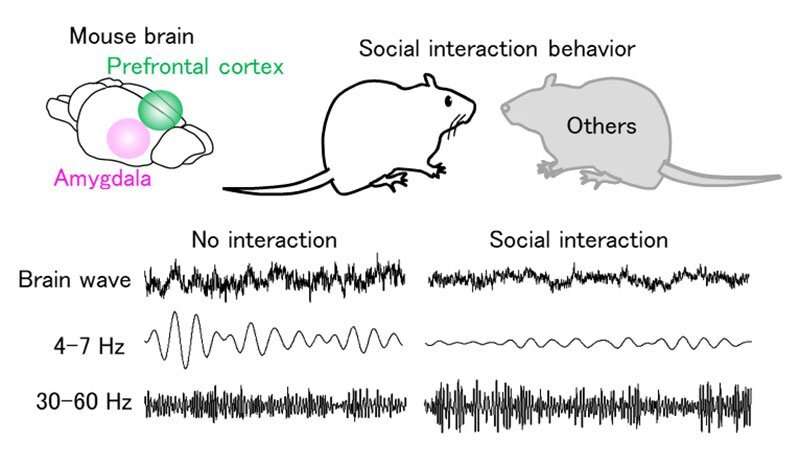 introspection's tweet image. Prefrontal-amygdalar oscillations related to social behavior in mice elifesciences.org/articles/78428 #Neurodynamics