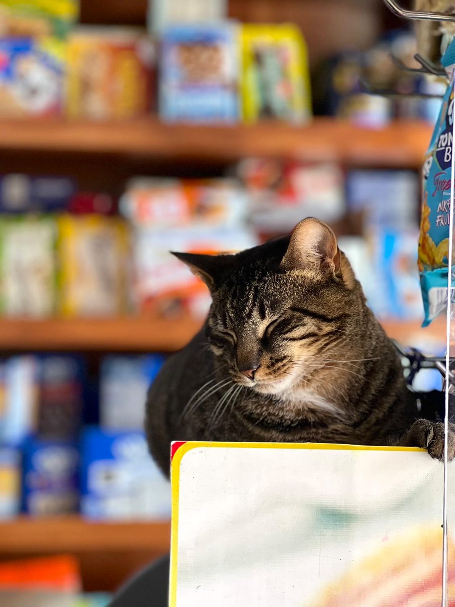 Bodega Cats tweet media