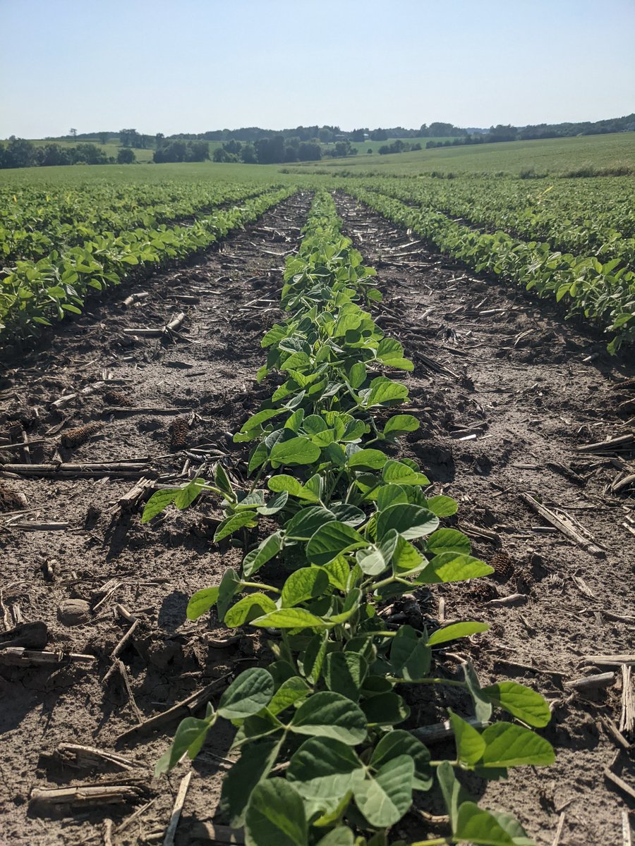 waynegehrke's tweet photo. Stone Seed Xtendflex beans coming along and looking good. #bayer4IL https://t.co/E6DCKjs1mu