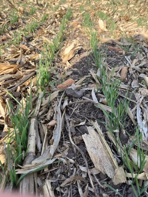 Te contamos lo que pasó hoy en una nueva jornada del proyecto "Sistemas de Producción en Siembra Directa" en la Escuela Agrotécnica de Pergamino, para alumnos de 7mo año 💯🔝

<a href="/franpugno/">Francisco Pugno</a> <a href="/arriolamarcelo2/">Marcelo Arriola</a> 
<a href="/aapresid/">Aapresid</a>