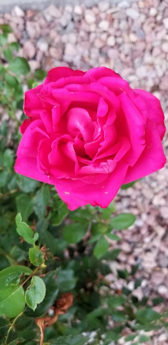 Yowell_Michael's tweet photo. Canadian #NavyBikeRide2022 in the books... enjoying the blooming rose in my front yard.
@NavyBikeRide
@CanadaArmyRun
#FrontlineRaceTeam
#OneNavyStrong
#CelebrateTrails
#irunwithgoatz https://t.co/VDhxpIMkJB