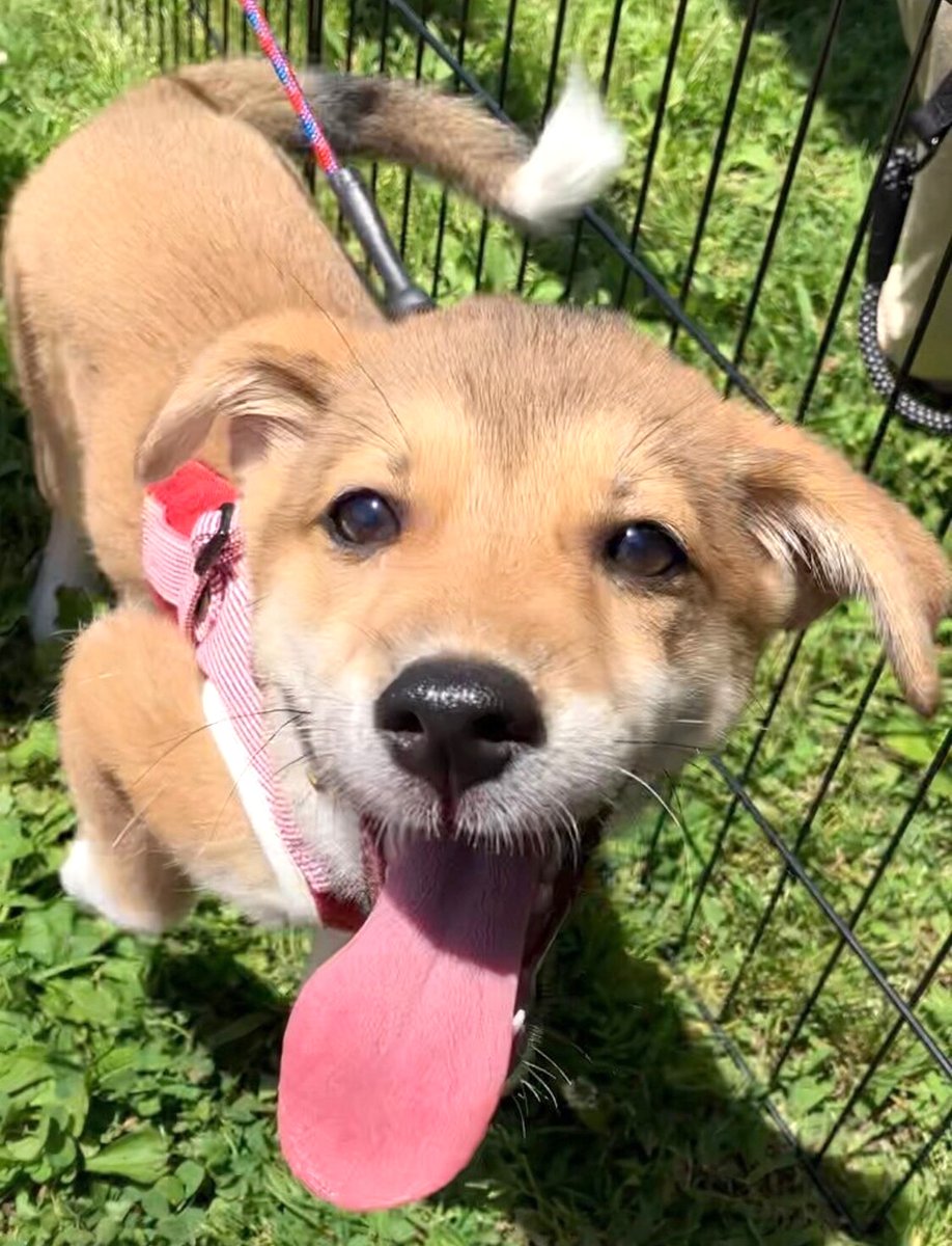 栃木県里親募集動物情報 on Twitter "【里親募集】「mix♀「るぅちゃん」」埼玉県 北本市 犬の里親募集(415392