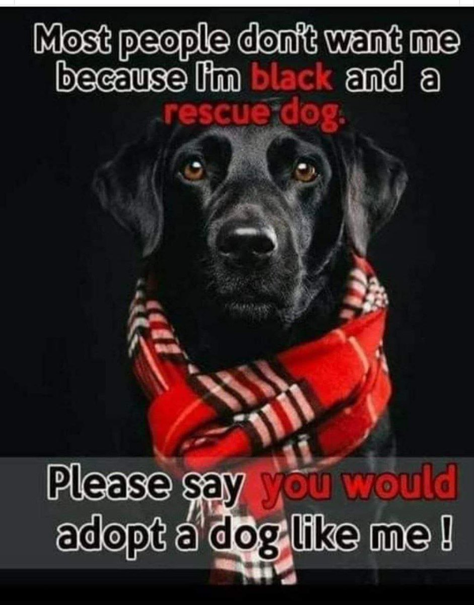 on Twitter "The rescue we help out told us the most