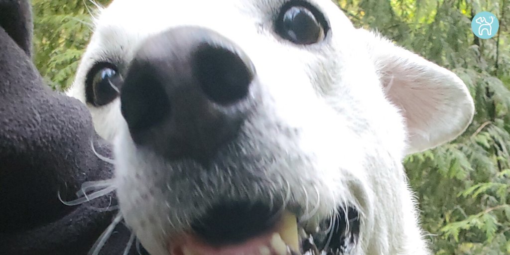 JWagable's tweet photo. Nothing riles up my dog. #DogFun #DogKnows https://t.co/SLt9MwK8zR