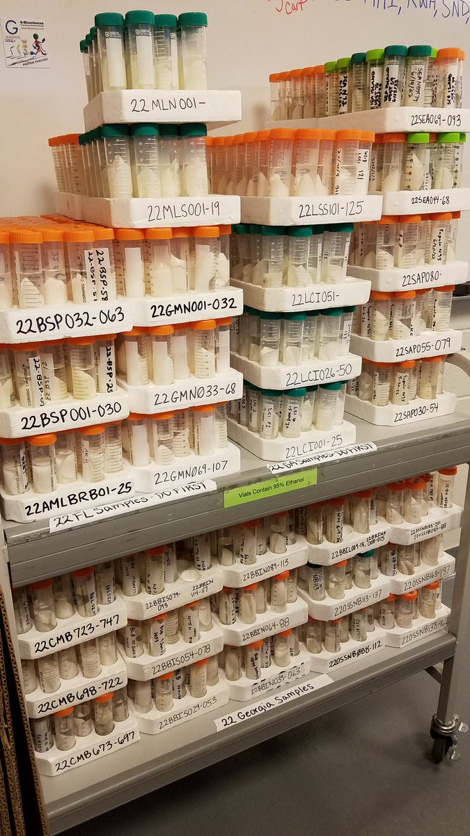 ShamblinLab's tweet image. 1,000+ miles, 3 states, 4 days, &amp;amp;  ~5,000 more samples in the queue for the NRU loggerhead turtle genetic tagging project. Picked up from and resupplied @GeorgiaWild, @GTMReserve, @Whitney_Lab, @SC_State_Parks: Huntington Beach, &amp;amp; @SCDNR.