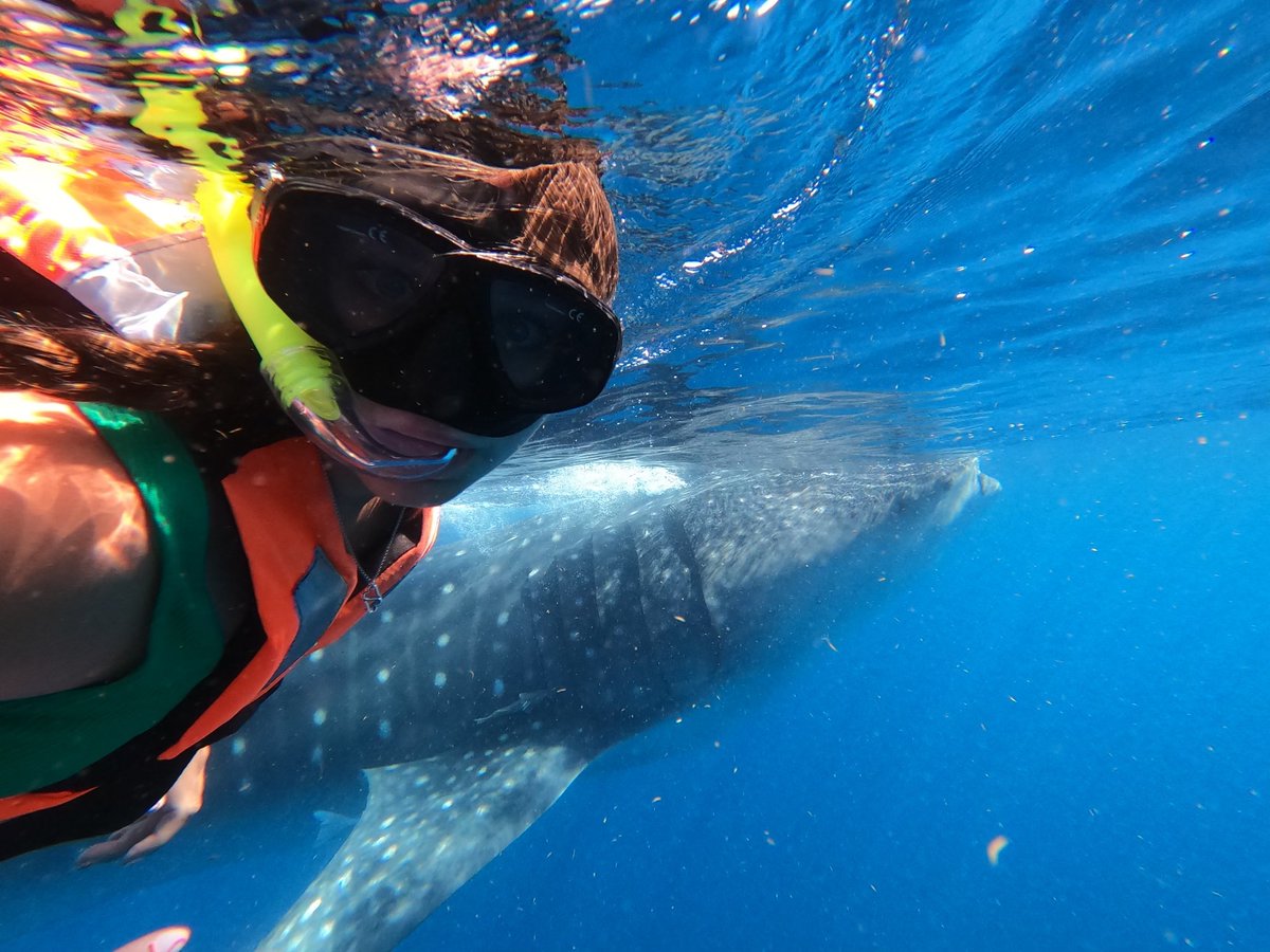 caitlin_beaty's tweet photo. Great time swimming with whale sharks today @gluup_mx! https://t.co/E5nkqZARYx