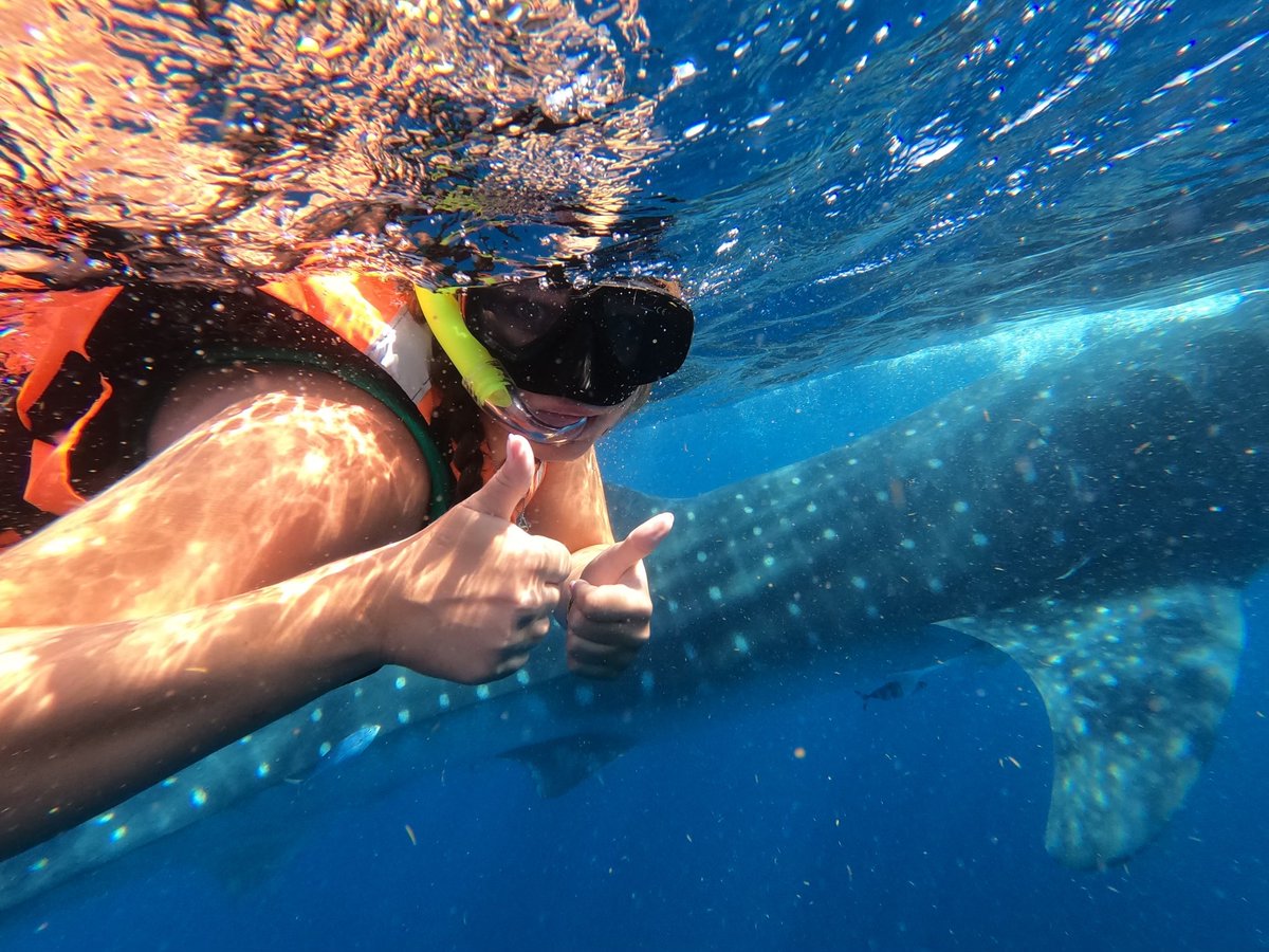 caitlin_beaty's tweet photo. Great time swimming with whale sharks today @gluup_mx! https://t.co/E5nkqZARYx