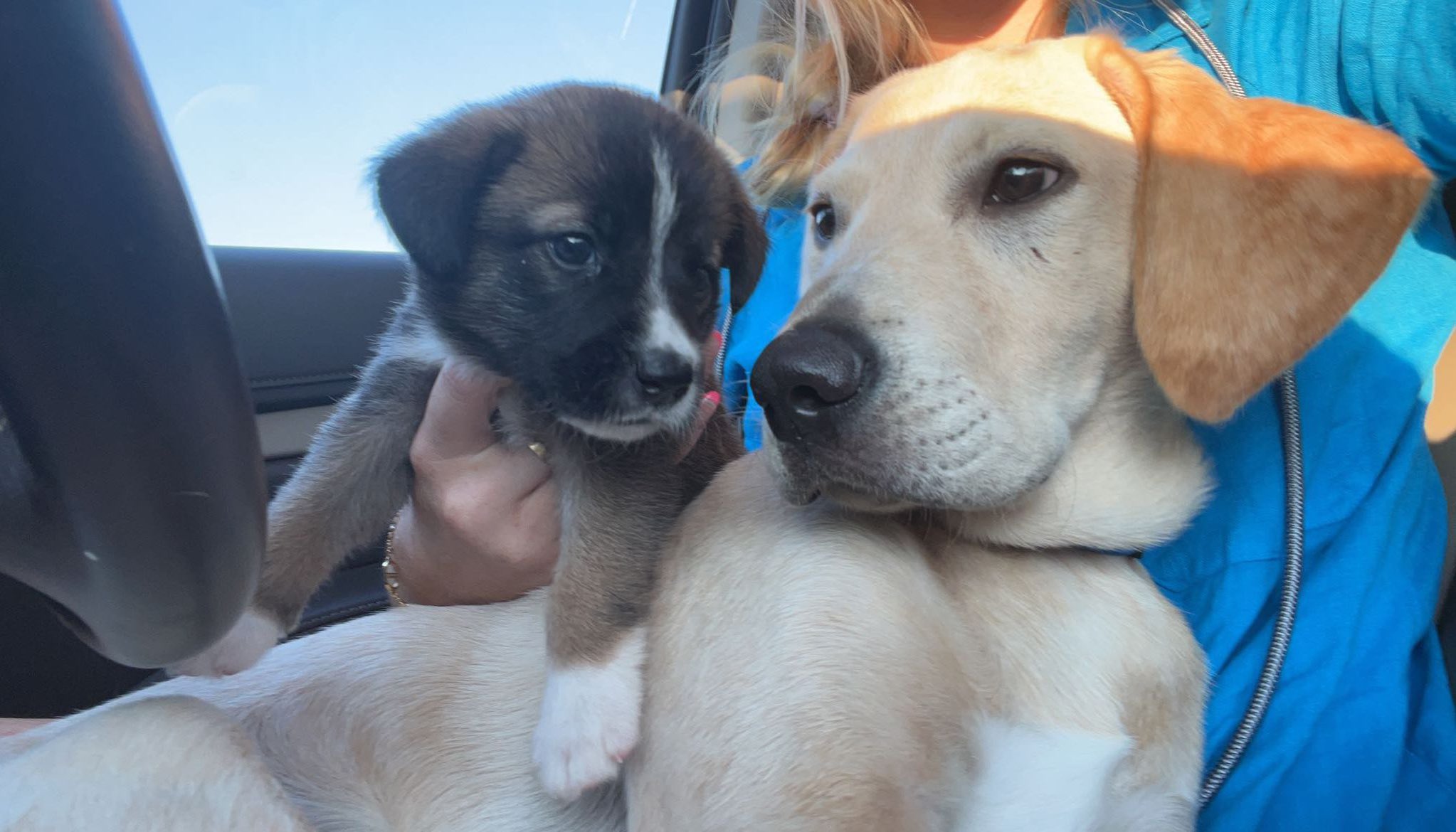 Juice Kiffin on Twitter "Please find Sip a home before my dad replaces