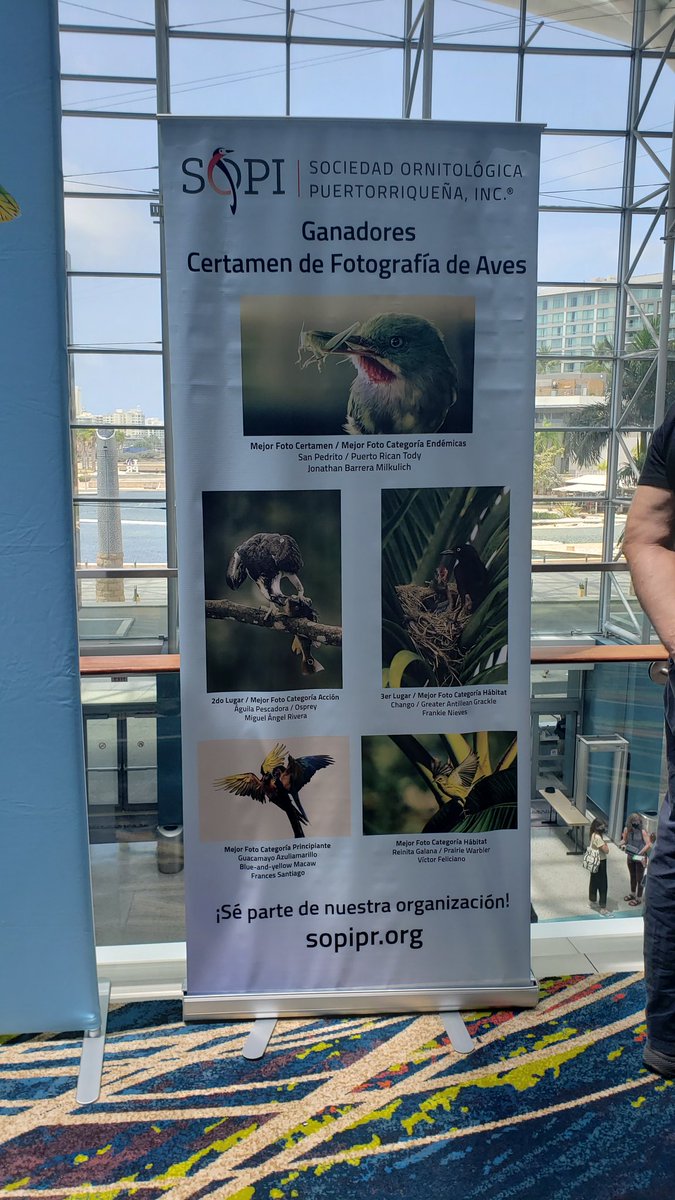 Day #3 of the #aos_bc_2022 conference. Guided field trip today to the Nort-central Kars region yield 40+ species including 9 PR endemics. Later volunteering a bit for @Aves_PuertoRico