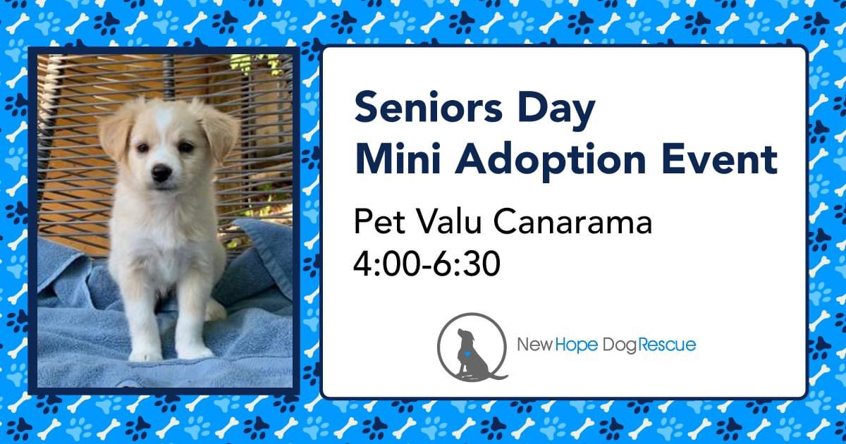 NHDRSaskatoon's tweet photo. TOMORROW — Join us at Pet Valu Canarama (7 Assiniboine Drive, Saskatoon) to meet some of our amazing adoptables! 

#adoptdontshop #saskdogs #NewHopeDogRescue https://t.co/8gZKLCQTJE