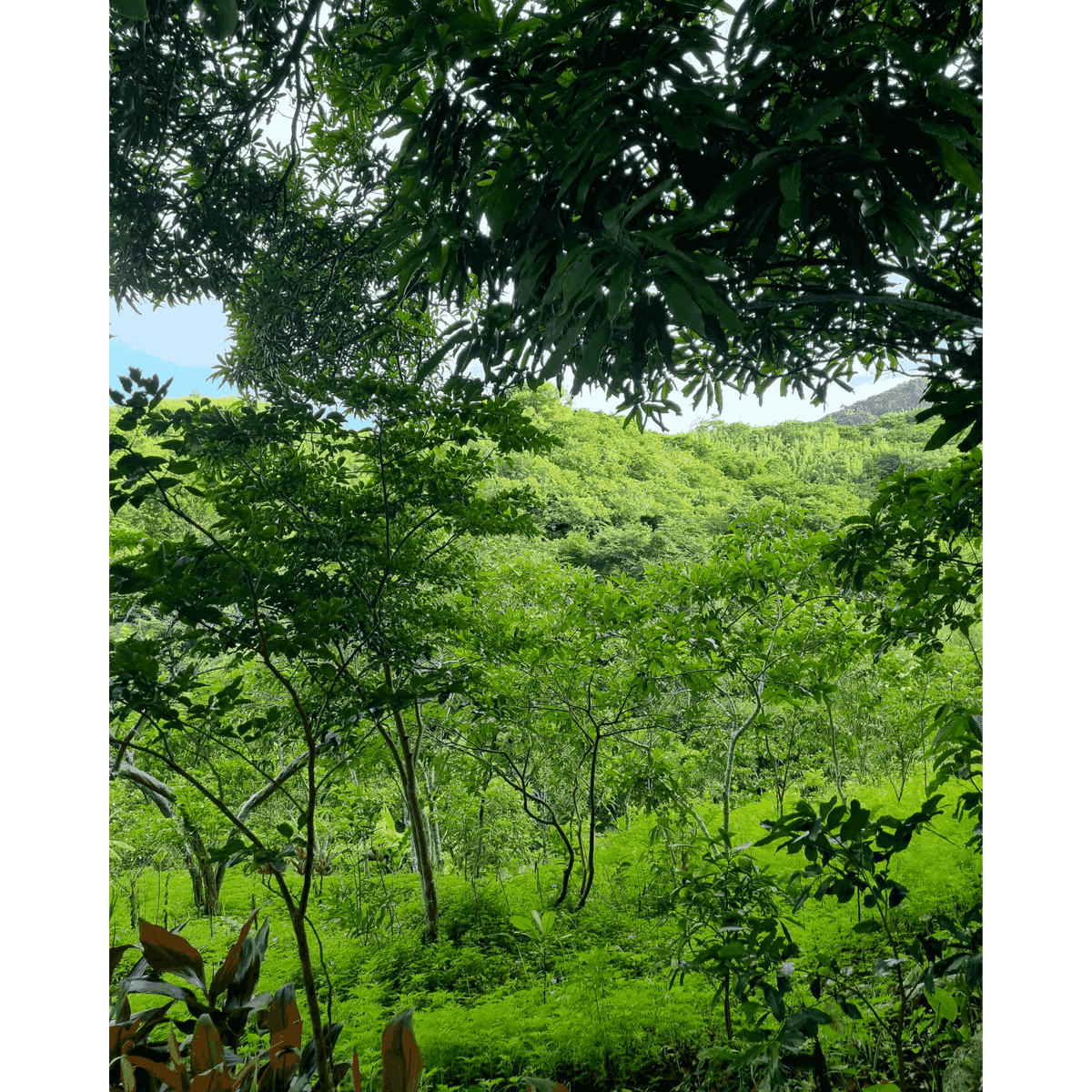 kmc_solutions's tweet photo. The #KMCCommunity held its annual 'Grow Green' #treeplanting activity at the Masungi Georeserve in Baras, Rizal last June 24 🌳

We thank everyone in the KMC community for their participation in this annual event to help achieve a healthier ecosystem for a better future. 🚀 https://t.co/hhTF3I7Bst