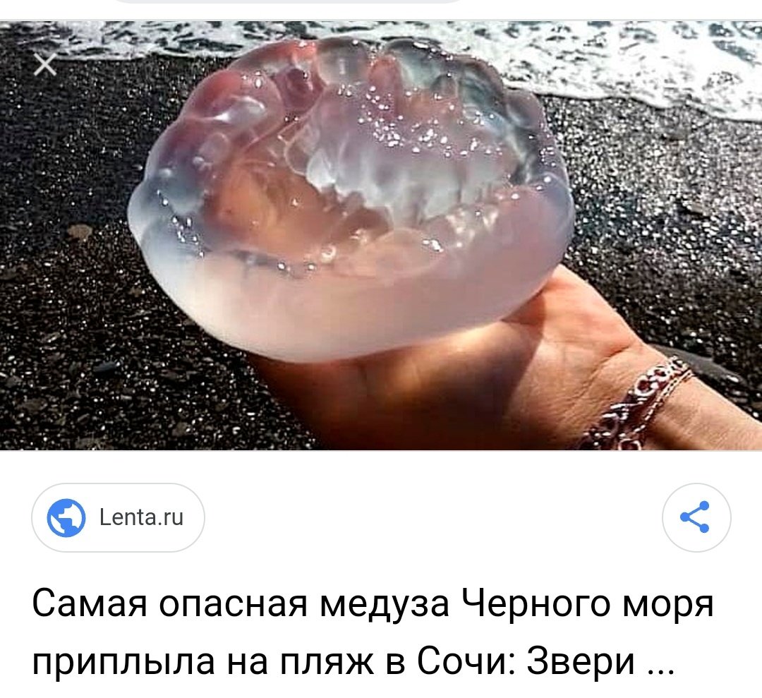 лента:
я вчера: глажу такую медузу 1000 часов