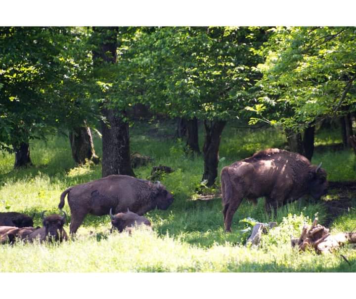 Who would have walked a few hundred years ago through the forests of the #HategCountry is very likely to have met with a European #Bison grazing calmly in a meadow. 
Today, these massive animals are a protected species.