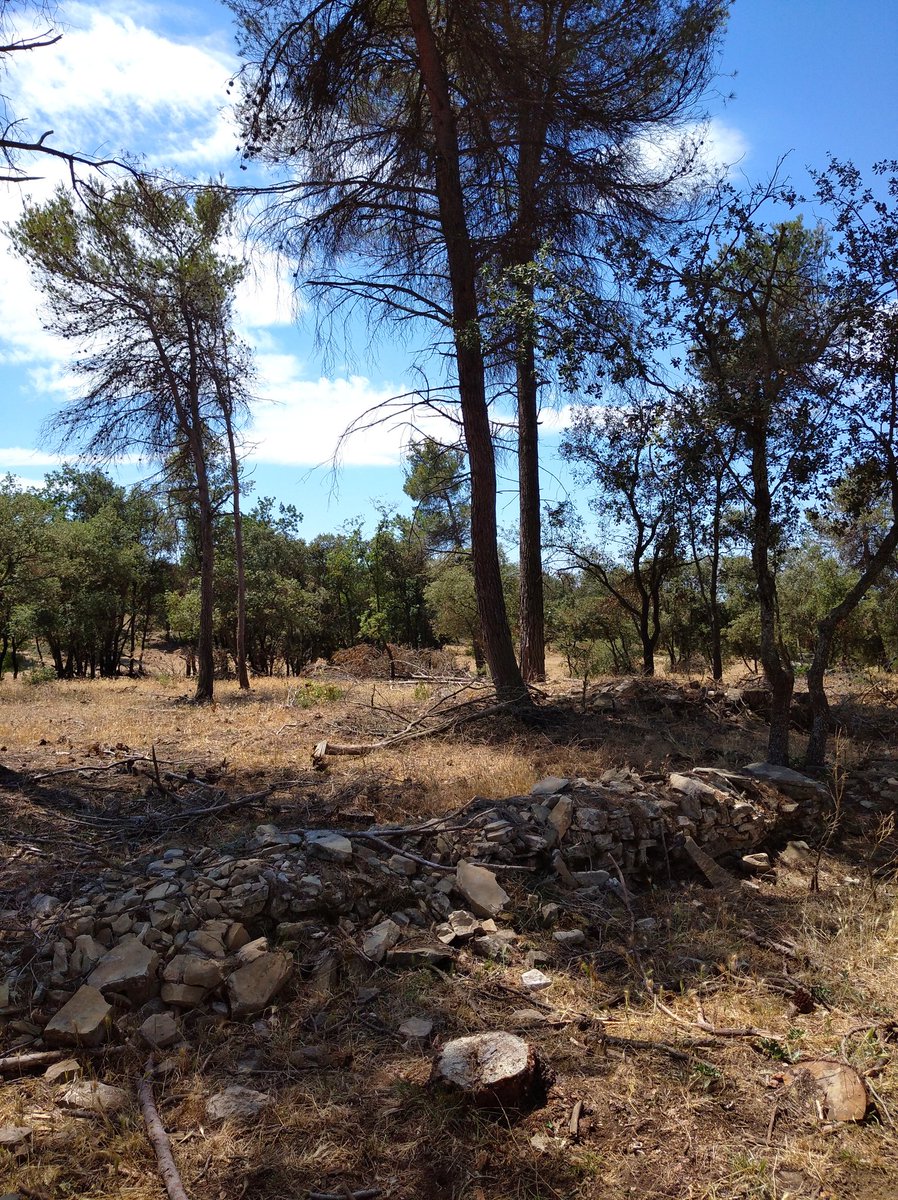 edufor_'s tweet photo. Los muros de piedra derruidos que aparecen de vez en cuando indican el uso que tuvo la zona antiguamente, para el viñedo y el cereal. El paisaje, aquí, ha cambiado tanto o más que en #CyL. #AbandonoAgrícola #CASE_CO2 https://t.co/hy61zjoXNE