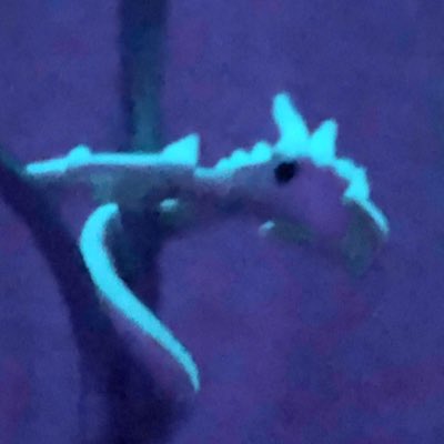 pawburry's tweet photo. My lil dude https://t.co/uHwUi8cywI