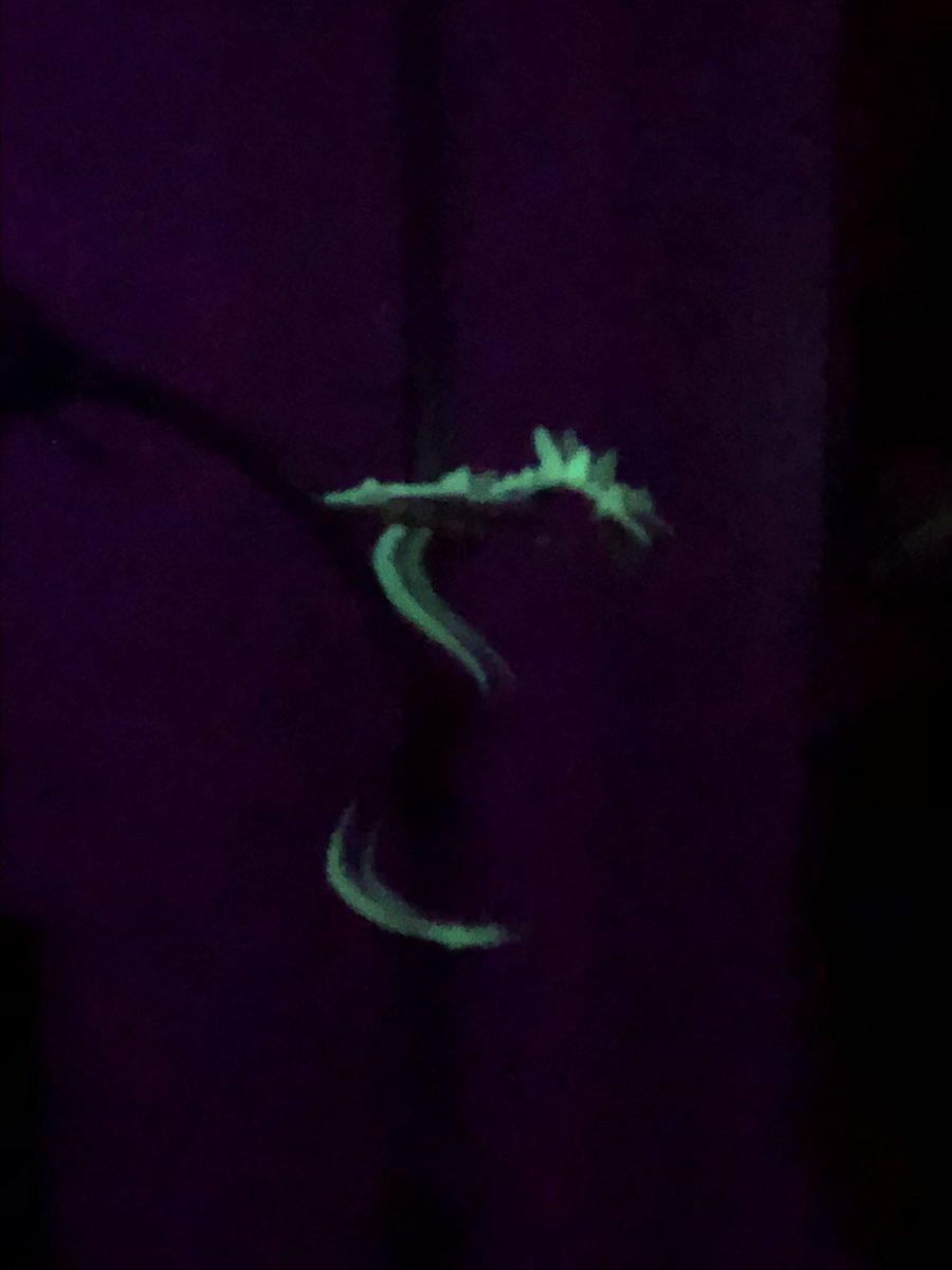 pawburry's tweet photo. evil lamp lizard :d https://t.co/TmYkBybipM