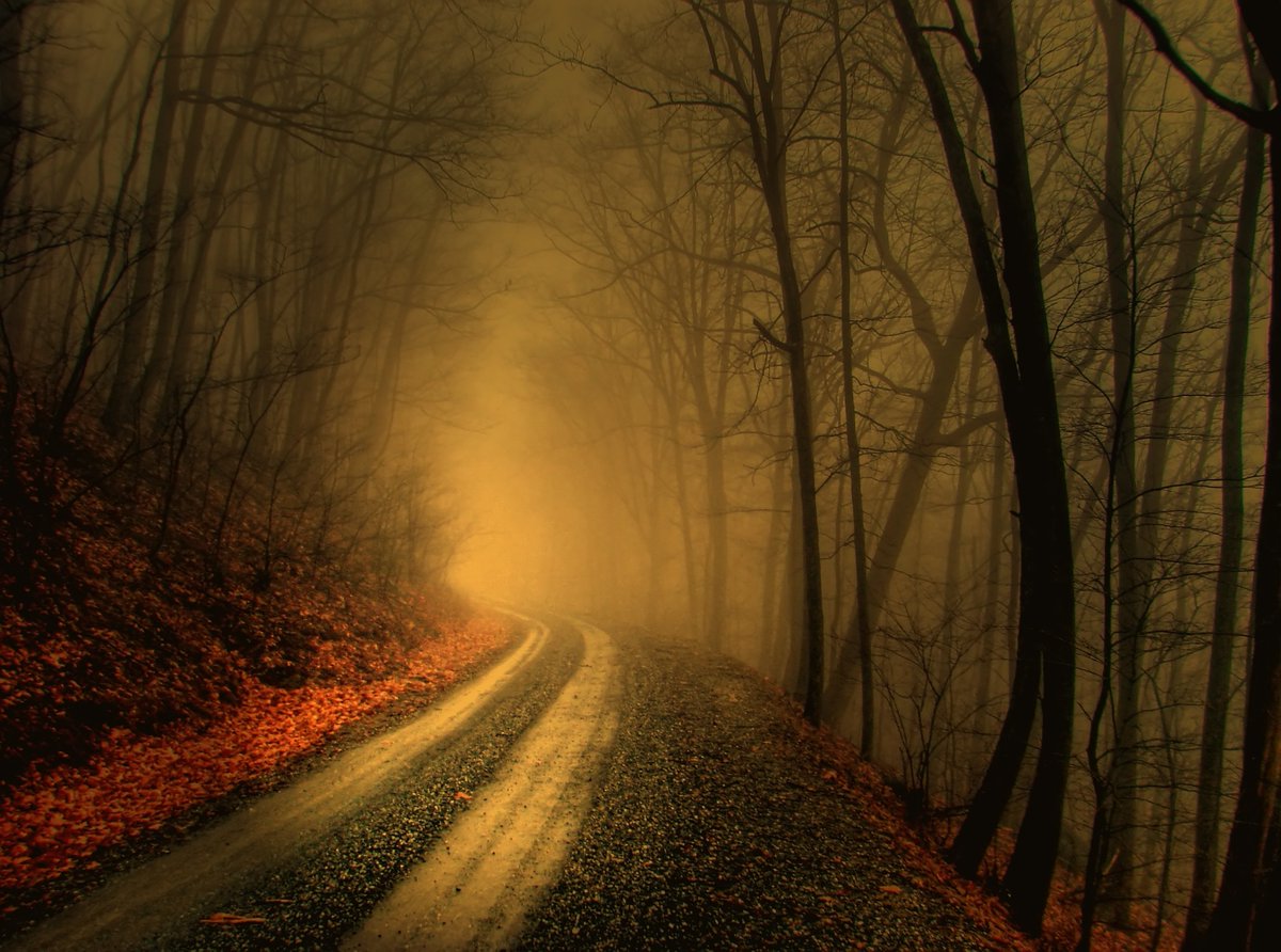 WallpaperGeeks's tweet photo. Foggy Path Forest Wallpaper - https://t.co/7ib6tHaxWC - #Landscape #Nature - https://t.co/ZOwdFerE7U https://t.co/ofhbDBnTZl