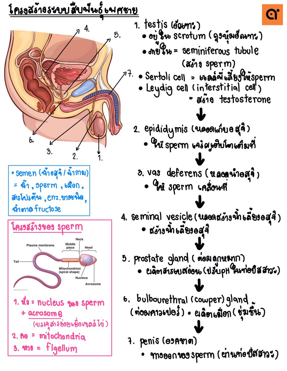 เชียร์เดียร์ tweet media