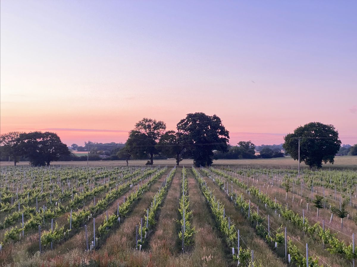 Chet Valley Vineyard tweet media