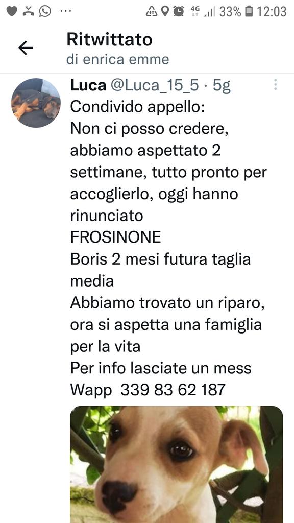 Emilystellaemi2's tweet photo. URGENTISSIMO UNA FAMIGLIA PER QUESTO TESORO RT RT RT RT ❤❤❤❤❤❤❤❤❤🙏🙏🙏🙏 https://t.co/hmpZAiuv2d