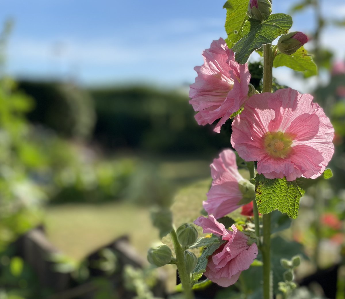 Stockrosor! Passar bra att de blommar samtidigt som min semester börjar. Alltid avkopplande att gå runt och fotografera i trädgården👌🏼