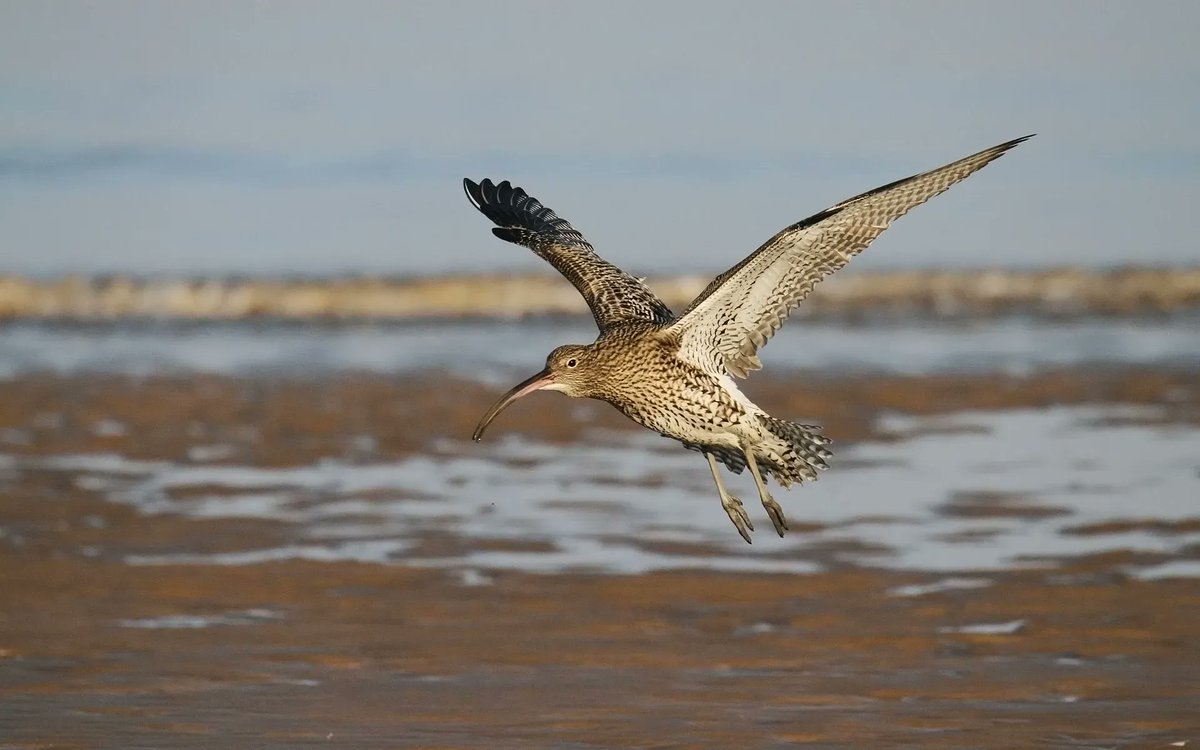 It’s the final day of #30DaysWild, but the wildness doesn’t need to end here! Become a member of the Norfolk Wildlife Trust and stay wild all year round 💚 nwtru.st/JoinNWT 📸 Curlew by Tony Howes