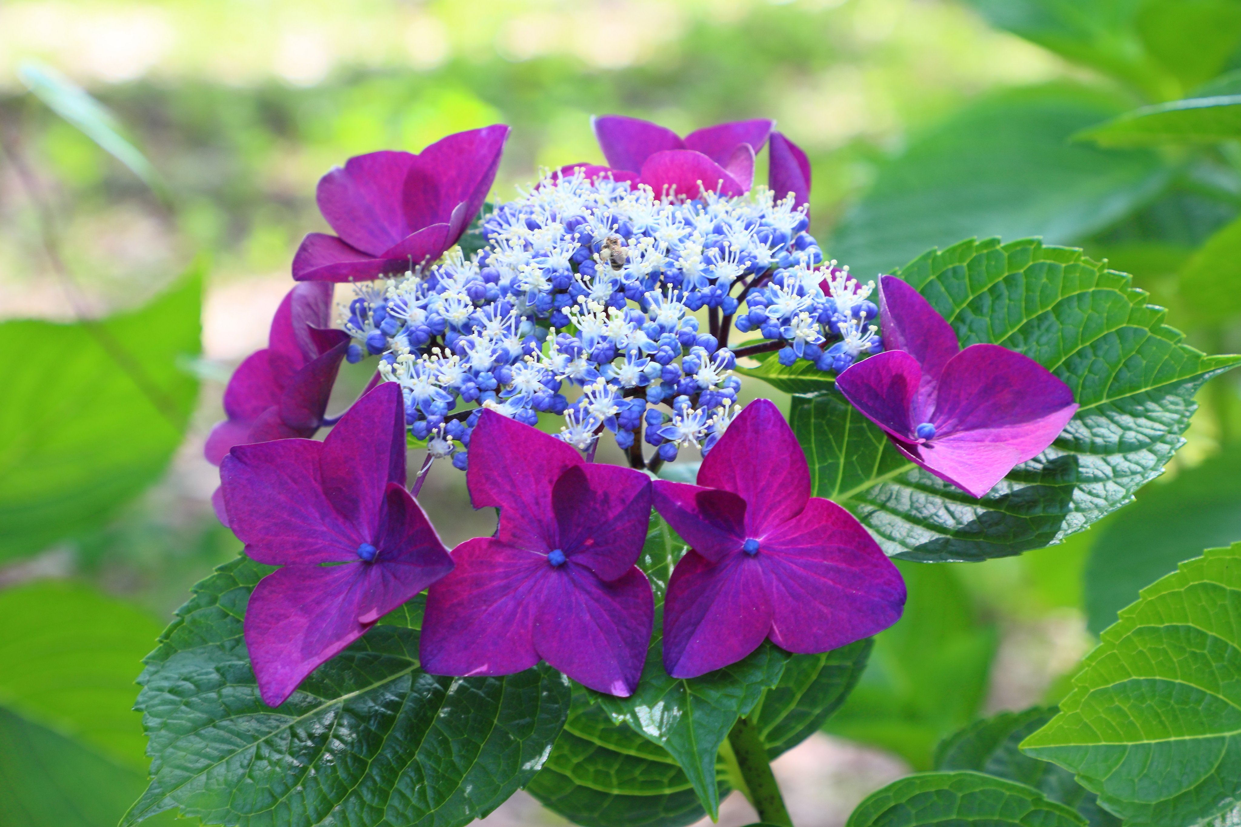 Flowerband8 Flowerband8 Twitter