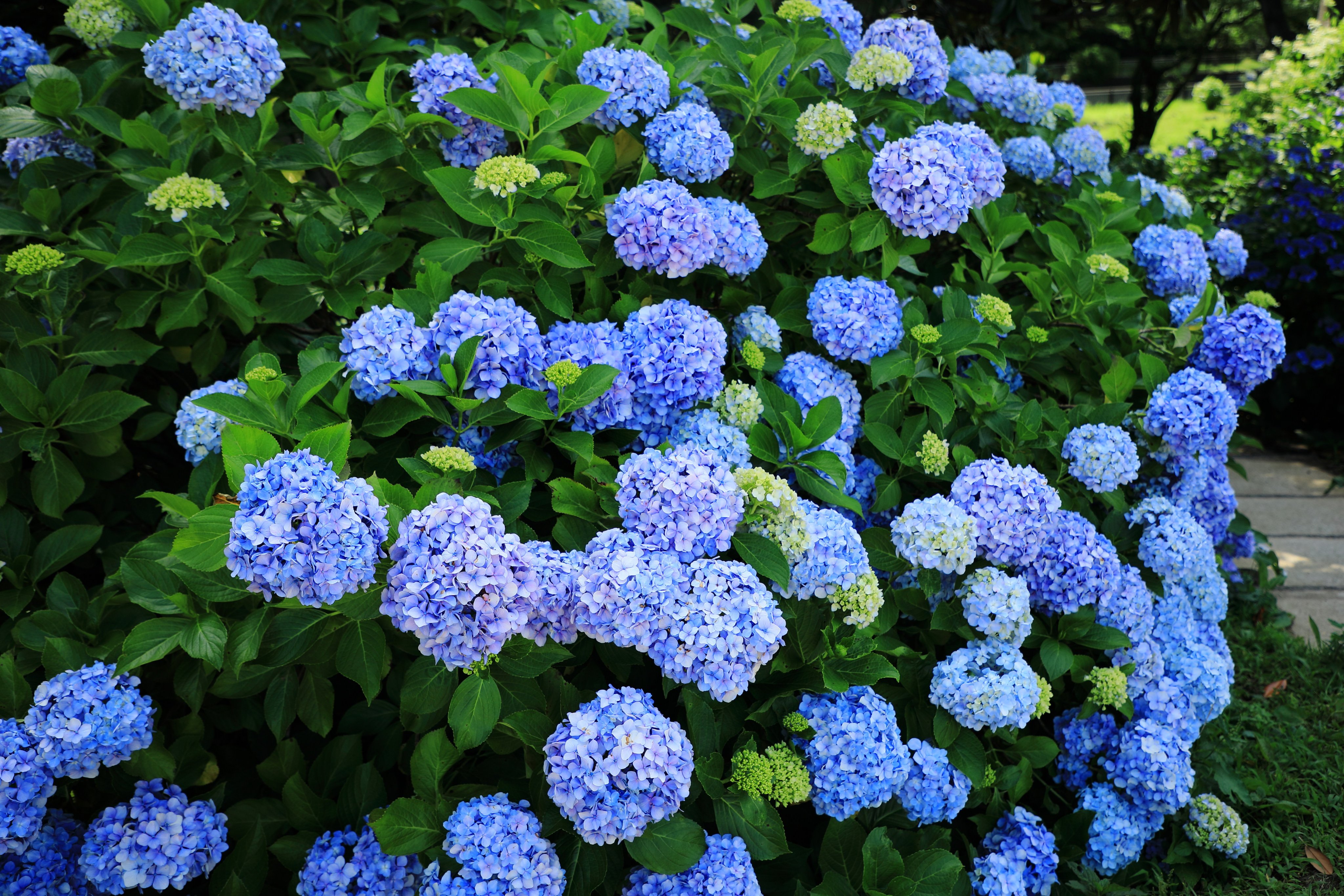 Flowerband8 Flowerband8 Twitter
