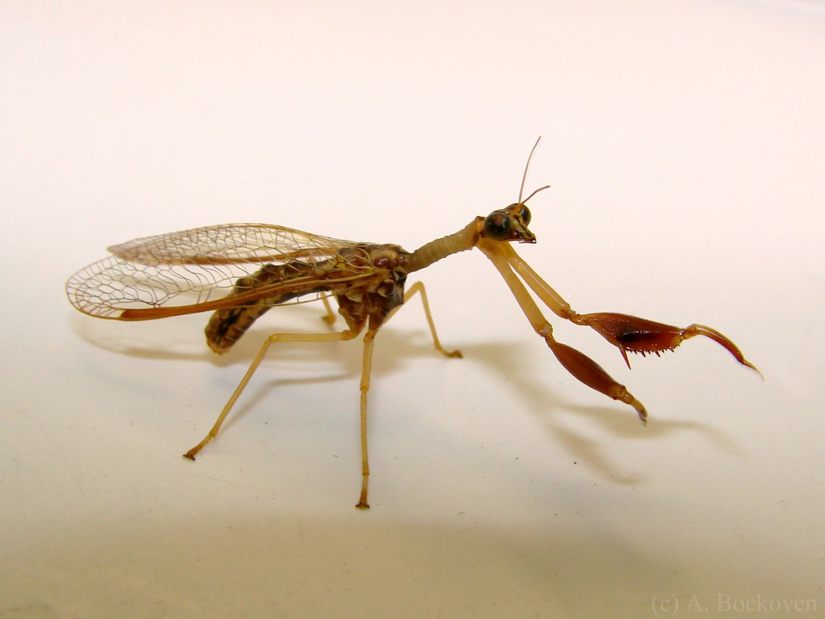 I want you to know that Mantidflys exist.
They are both cute and horrifying. 🐛🪲🐞💖