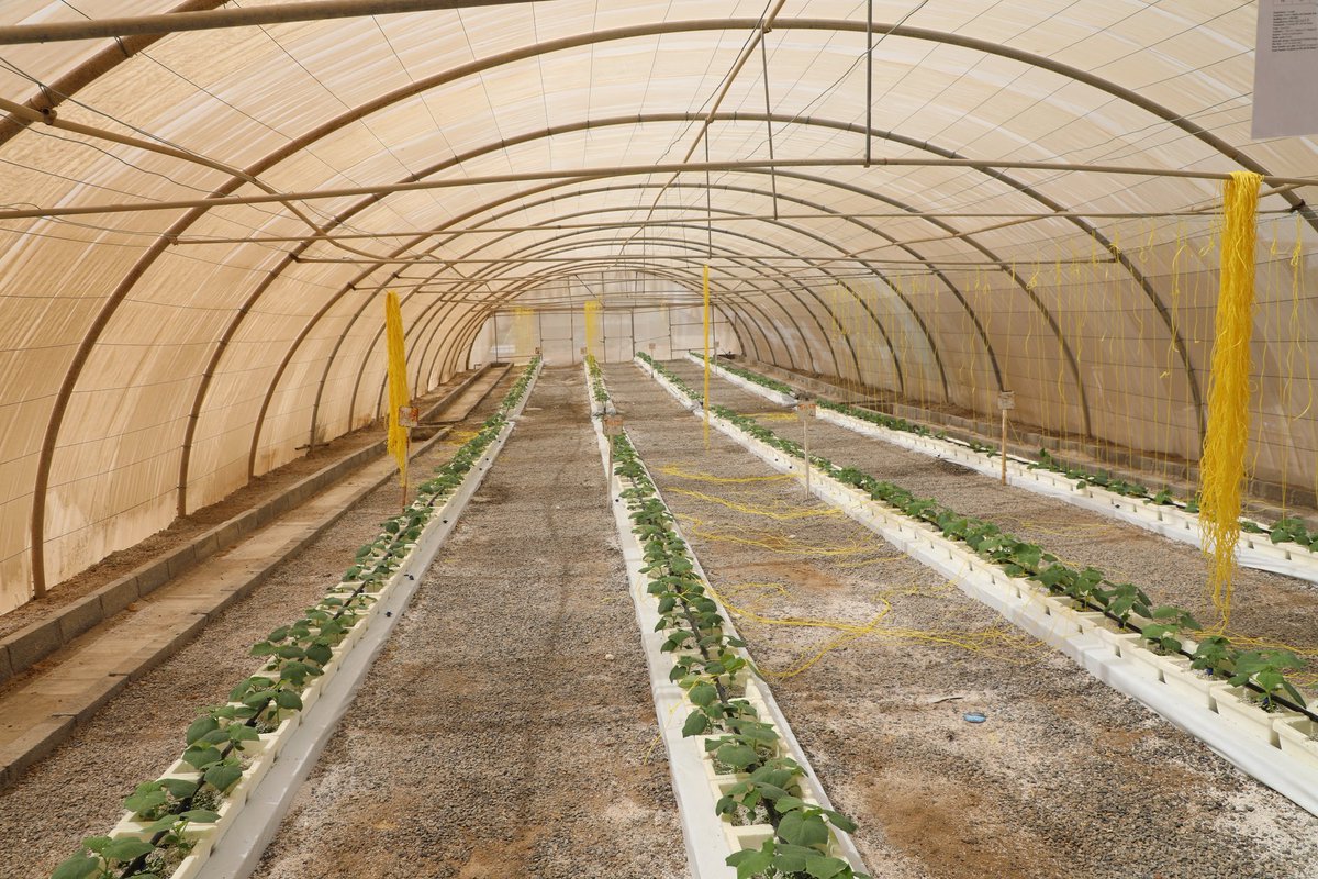 AgrResearchOman's tweet photo. البحوث الزراعية والحيوانية تواصل نقل تقنية تبريد المحلول المغذي في الزراعة المائية والتي اشارت إلى نمو وإنتاج جيد للخيار خلال فترة الصيف (يونيو - اغسطس) ، وتسهم هذه التقنية في توفير الظروف الملائمة لنمو الجذور وقدرتها على امتصاص العناصر الغذائية.
#نتائج_البحوث_الزراعية_والحيوانية https://t.co/wpIxig5e9h