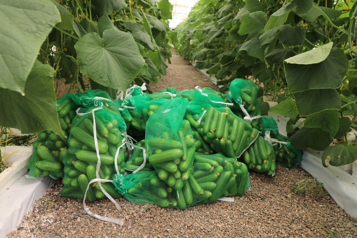 AgrResearchOman's tweet photo. البحوث الزراعية والحيوانية تواصل نقل تقنية تبريد المحلول المغذي في الزراعة المائية والتي اشارت إلى نمو وإنتاج جيد للخيار خلال فترة الصيف (يونيو - اغسطس) ، وتسهم هذه التقنية في توفير الظروف الملائمة لنمو الجذور وقدرتها على امتصاص العناصر الغذائية.
#نتائج_البحوث_الزراعية_والحيوانية https://t.co/wpIxig5e9h