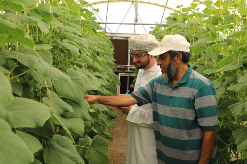 AgrResearchOman's tweet photo. البحوث الزراعية والحيوانية تواصل نقل تقنية تبريد المحلول المغذي في الزراعة المائية والتي اشارت إلى نمو وإنتاج جيد للخيار خلال فترة الصيف (يونيو - اغسطس) ، وتسهم هذه التقنية في توفير الظروف الملائمة لنمو الجذور وقدرتها على امتصاص العناصر الغذائية.
#نتائج_البحوث_الزراعية_والحيوانية https://t.co/wpIxig5e9h