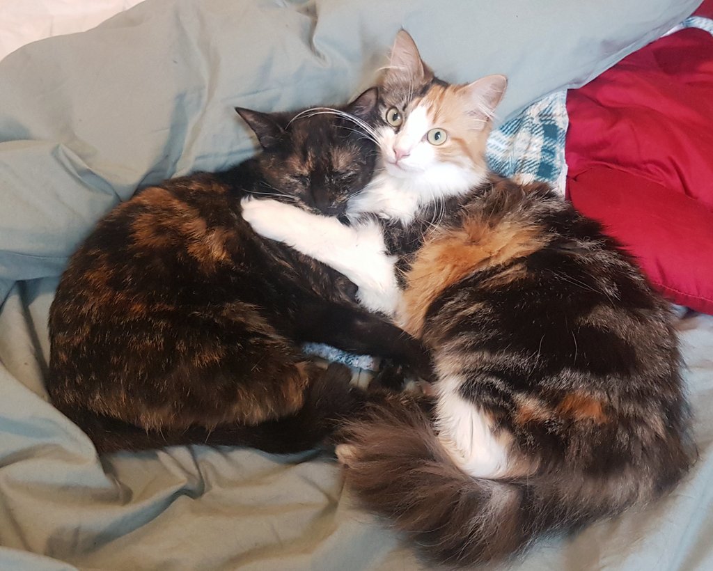 KaliduPoitou's tweet photo. Comment ça je peux pas manger ma soeur ???! https://t.co/UAXoV0AoDR
