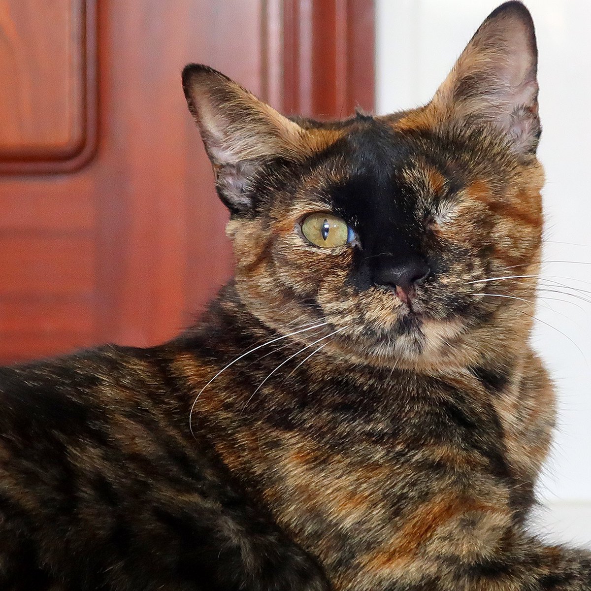 Swing, una gata mágica 💓💛

Su belleza es sobrenatural, ¿porque hay gente que siempre se fija en los defectos ?  Eso también nos lo preguntamos diariamente nosotras. Swing es una gatita que llegó a la protectora junto a su hermana Salsa con los ojitos infectados de vivir en la