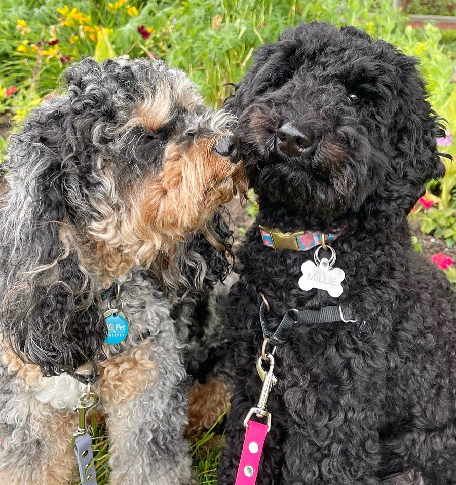 YTPuppyLove's tweet photo. #loveisintheair Our Buddy Walks are tailored with your individual dog in mind. A fun, interactive way for your buddy to meet new friends in a controlled setting. Join our team! https://t.co/IkIFYPXiDX
#dogsofvancouver #dogwalk #smalldogs #dogwalker #puppylove https://t.co/eyUXL1axq4