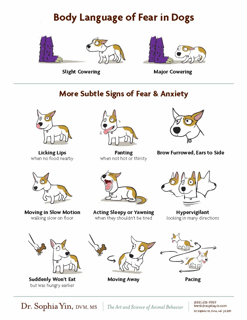 CAHW_Easton's tweet image. Know the more subtle signs of fear and anxiety in dogs
#whatyouwanttoknowwednesday #dogfacts #dogbodylanguage