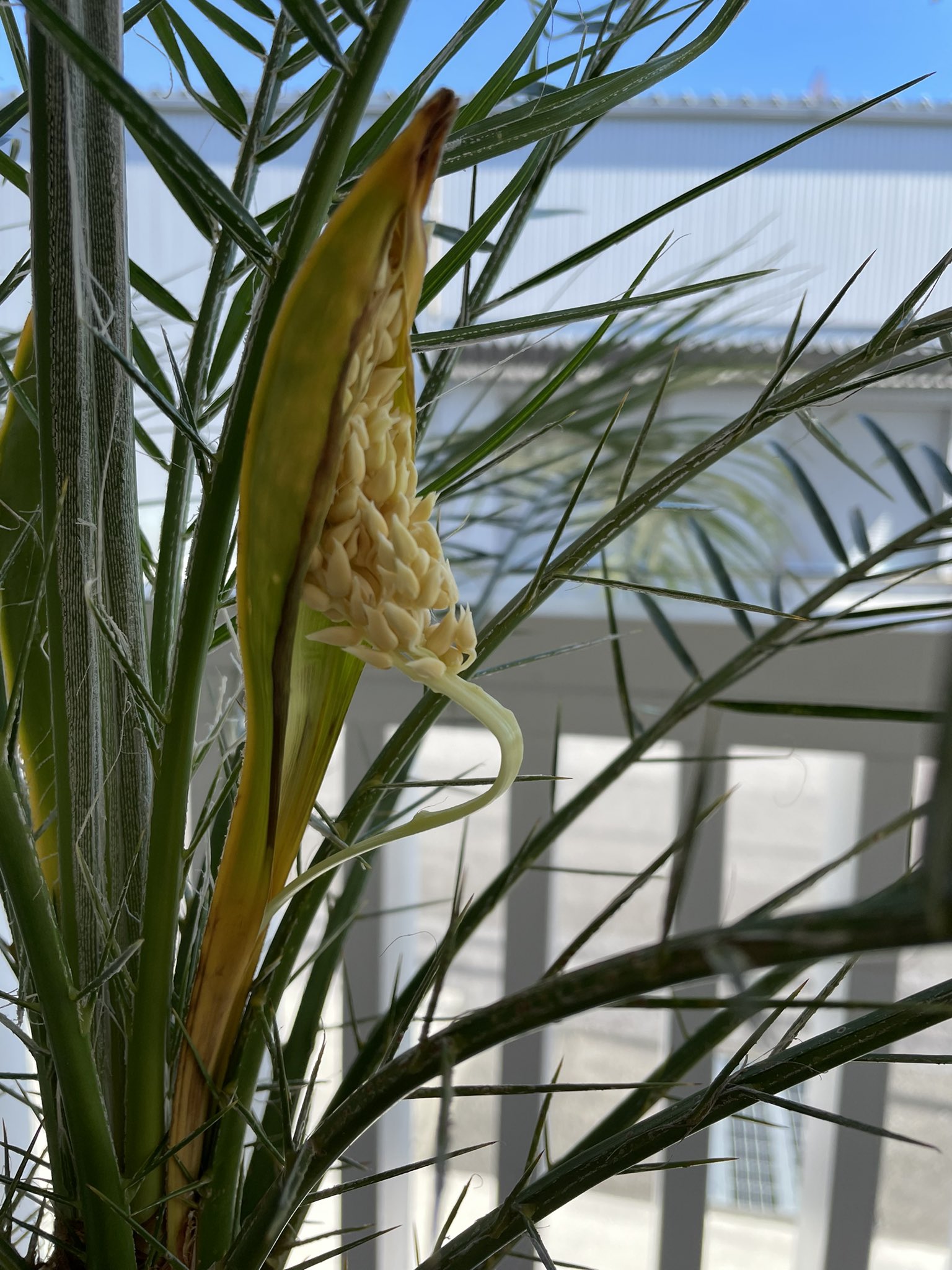 Ayutama 1年前に購入した フェニックスロベレニー うわっ 何か出てきた と思ったら花が咲くのね 知らなかった 先月も コルディリネ に花が咲き こちらも1年半前に植えたばかりで花が咲くなんて知らなかった しかも小さい方から 何かいいことある