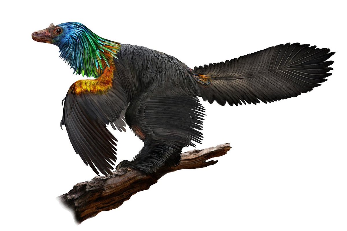 YHWu16's tweet photo. It seems to be a good time to revisit a dinosaur named after rainbows 🌈! Caihong juji is a paravian dinosaur from late Jurassic northern China. It was described by Hu et al. in 2018 and inferred to possess iridescent plumage. (Pic from Nat Geo, by Velizar Simeonovski) https://t.co/K8WisdLqoS